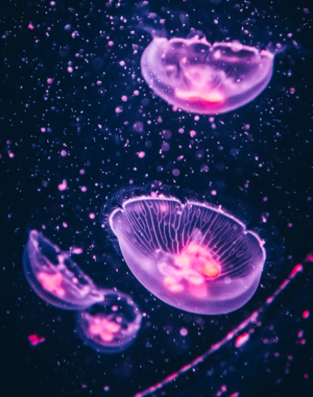 Purple jellyfish floating underwater in a black sea. 