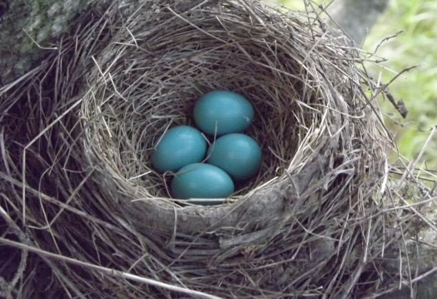 A tree branch with a robin's nest containing 4 blue eggs.