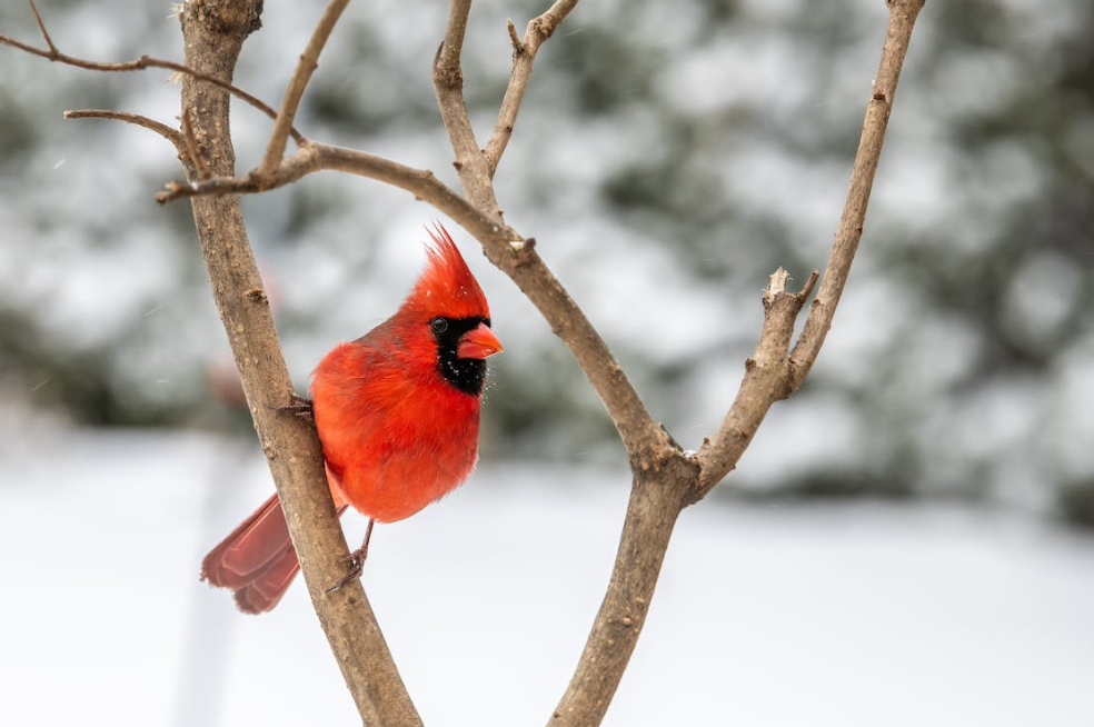winter scene with red cardinal in tree